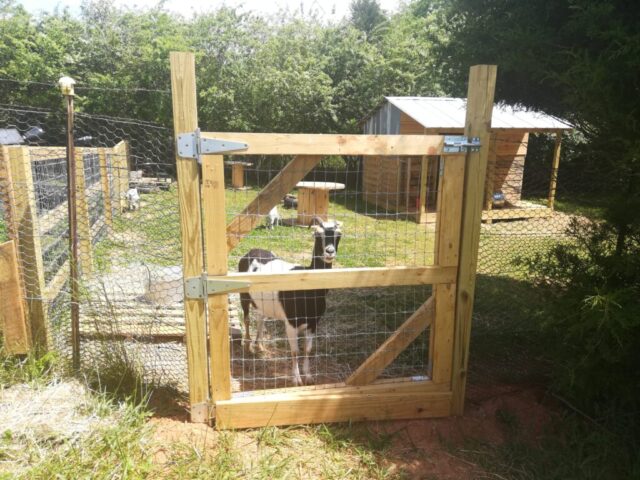 goat standing in front of new wooden gate and fence
